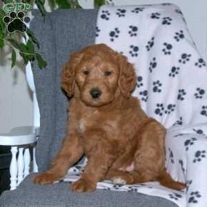 Amy, Goldendoodle Puppy