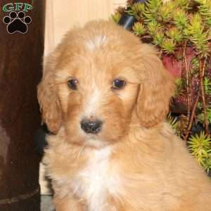 Amy, Goldendoodle Puppy