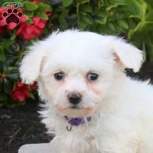 Amy, Bichon Frise Puppy