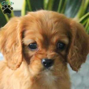 Amy, Cavalier King Charles Spaniel Puppy