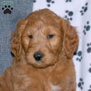 Amy, Goldendoodle Puppy