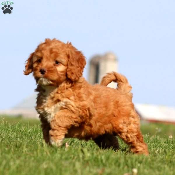 Amy, Cockapoo Puppy