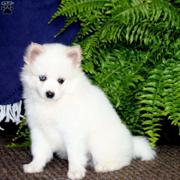 Amy, Pomeranian Mix Puppy
