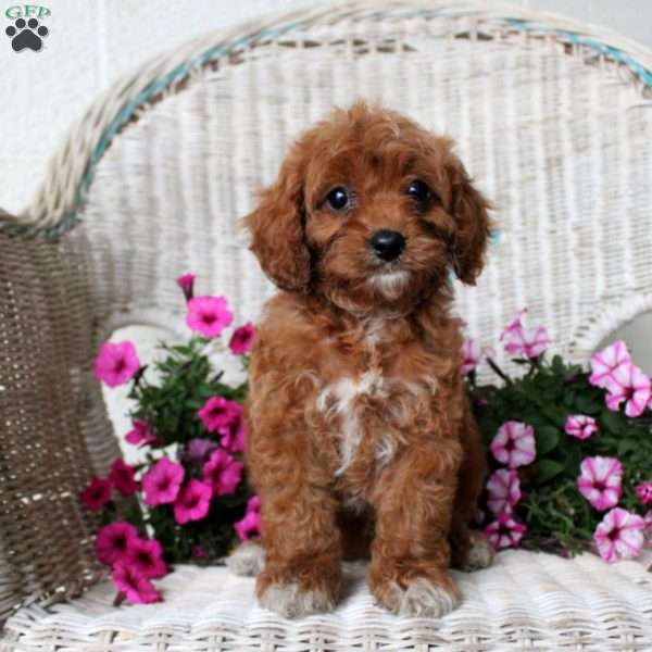 Amy, Cavapoo Puppy