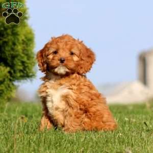 Amy, Cockapoo Puppy