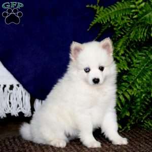 Amy, Pomeranian Mix Puppy