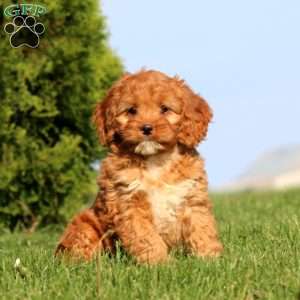 Amy, Cockapoo Puppy