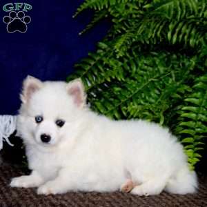 Amy, Pomeranian Mix Puppy
