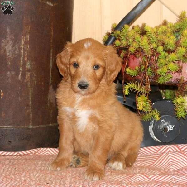 Andy, Goldendoodle Puppy
