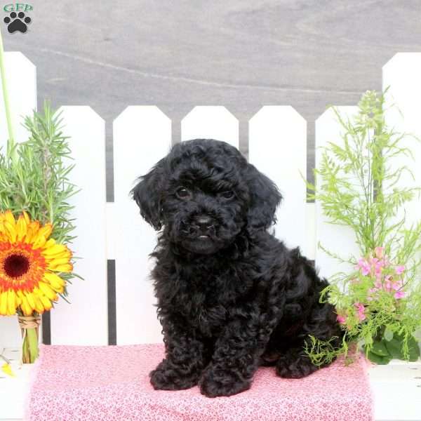 Andy, Toy Poodle Mix Puppy