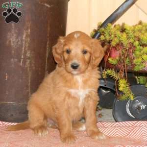 Andy, Goldendoodle Puppy