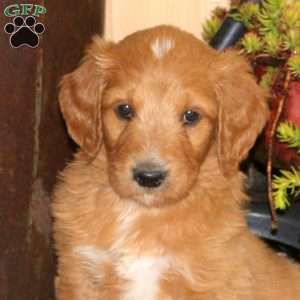 Andy, Goldendoodle Puppy