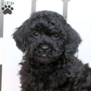 Andy, Toy Poodle Mix Puppy