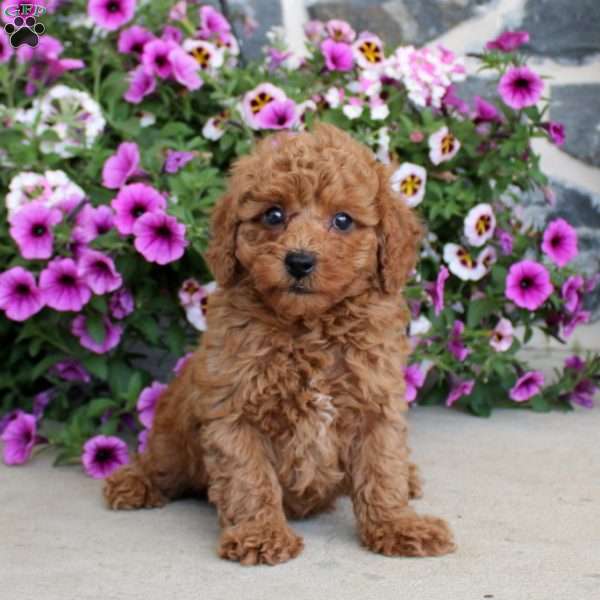 Andy, Miniature Poodle Puppy