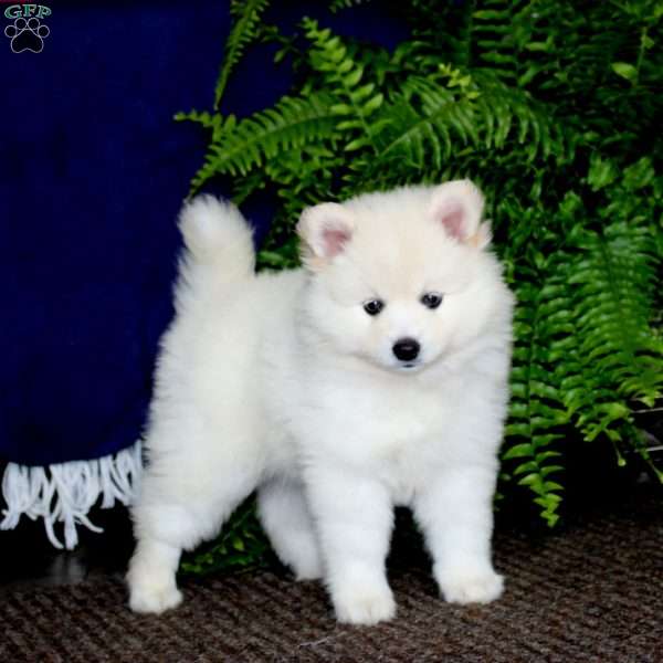Andy, Pomeranian Mix Puppy