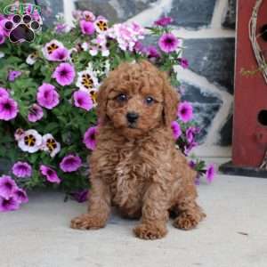 Andy, Miniature Poodle Puppy