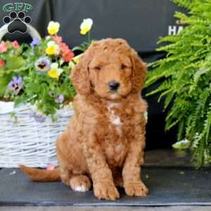 Andy, Goldendoodle Puppy