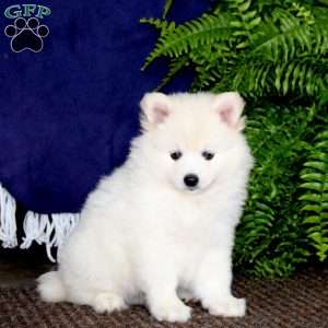 Andy, Pomeranian Mix Puppy