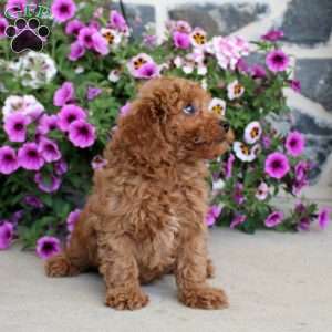 Andy, Miniature Poodle Puppy
