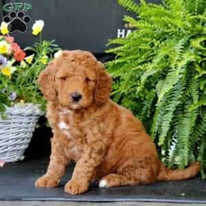 Andy, Goldendoodle Puppy