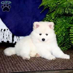 Andy, Pomeranian Mix Puppy