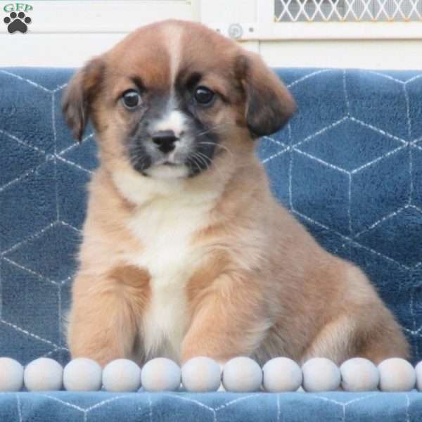 Andy, Cavalier King Charles Mix Puppy