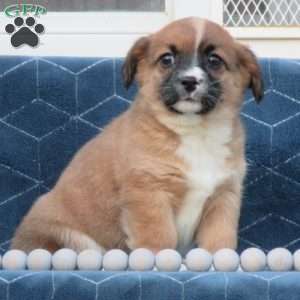 Andy, Cavalier King Charles Mix Puppy