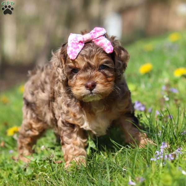 Angel, Cockapoo Puppy