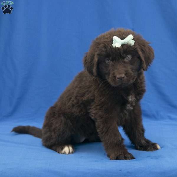 Angel, Newfoundland Puppy