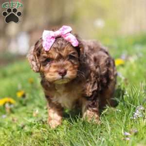 Angel, Cockapoo Puppy