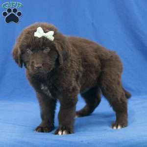 Angel, Newfoundland Puppy