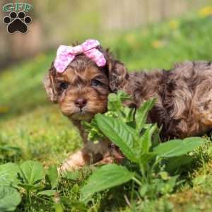Angel, Cockapoo Puppy