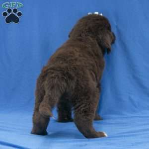 Angel, Newfoundland Puppy