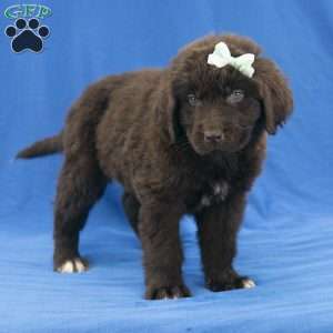 Angel, Newfoundland Puppy