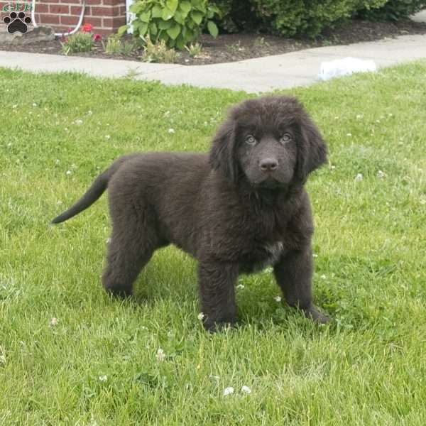 Angel, Newfoundland Puppy
