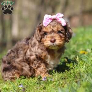 Angel, Cockapoo Puppy