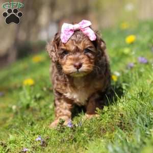 Angel, Cockapoo Puppy
