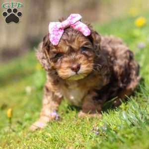Angel, Cockapoo Puppy