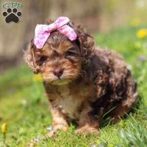 Angel, Cockapoo Puppy