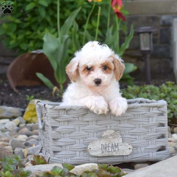Angel, Toy Poodle Puppy