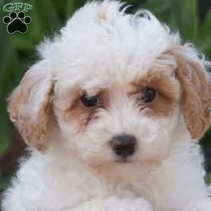 Angel, Toy Poodle Puppy