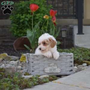 Angel, Toy Poodle Puppy