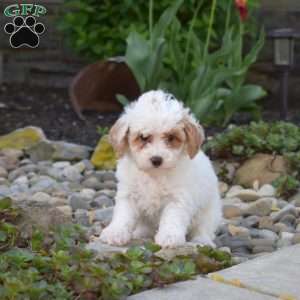Angel, Toy Poodle Puppy