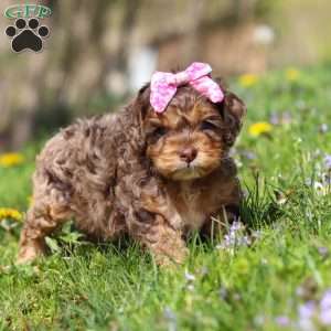 Angel, Cockapoo Puppy
