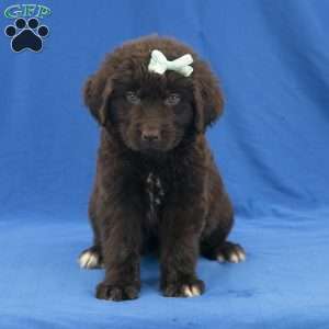 Angel, Newfoundland Puppy