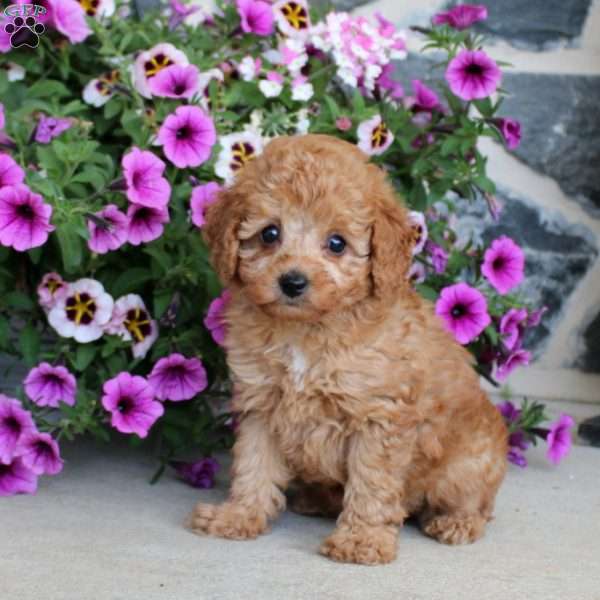 Anita, Miniature Poodle Puppy