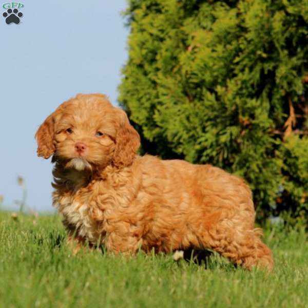 Anita, Cockapoo Puppy