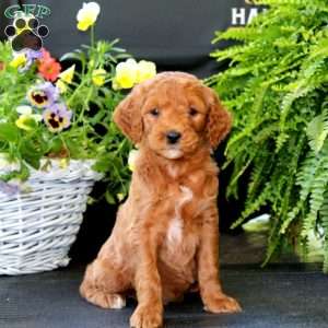 Anita, Goldendoodle Puppy