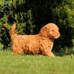 Anita, Cockapoo Puppy