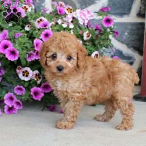 Anita, Miniature Poodle Puppy